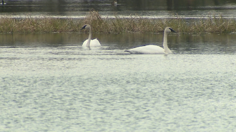Swans Have Come Back >> Trumpeter Swans Making Comeback In Wisconsin Wluk Swans Have Come Back >> Trumpeter Swans Making Comeback In Wisconsin Wluk