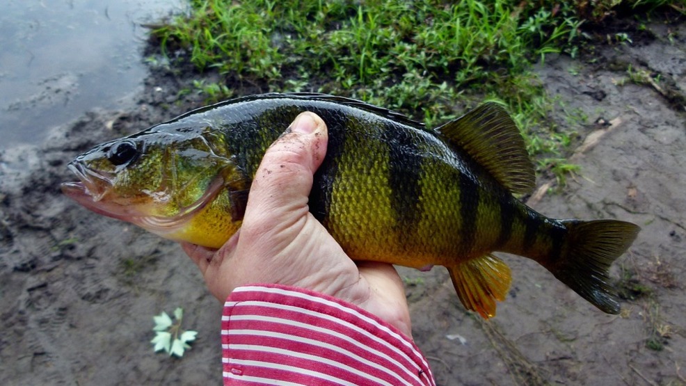 Michigan reduces catch limit for popular yellow perch WPBN