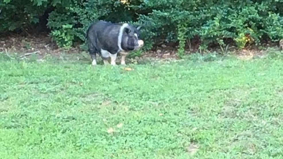 Domesticated pigs run loose in Tennessee city, talk of the town