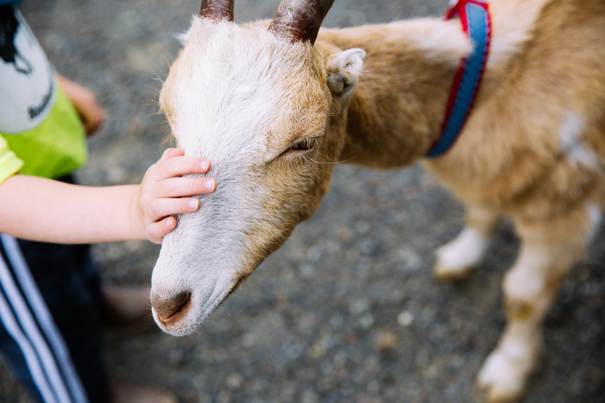 Goat Olympics are a thing in Monroe, WA Seattle Refined
