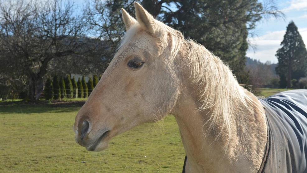 Targeting Cancer A beloved horse inspires efforts to support cancer
