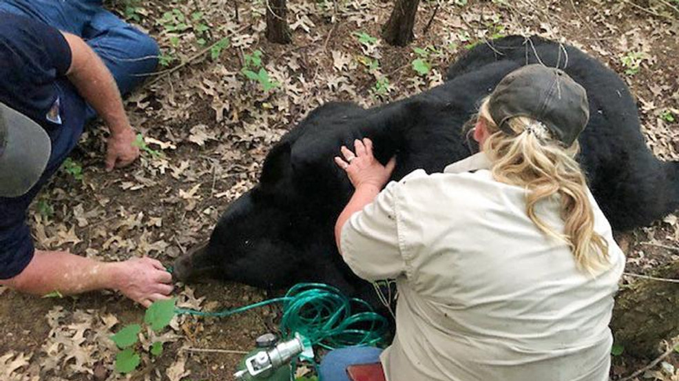 Black bear who roamed through Iowa tranquilized in Missouri KGAN