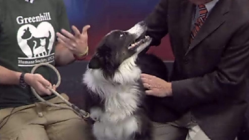 pet_timmy.jpg