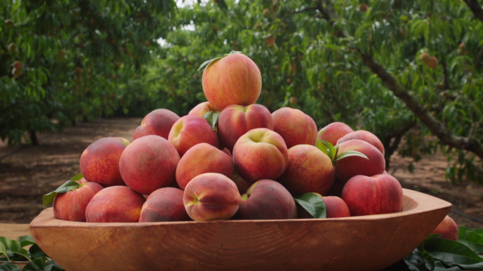 South Carolina's peach outlook after a temperature roller coaster WACH