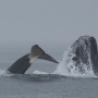 Photos: Orcas attack humpback whales