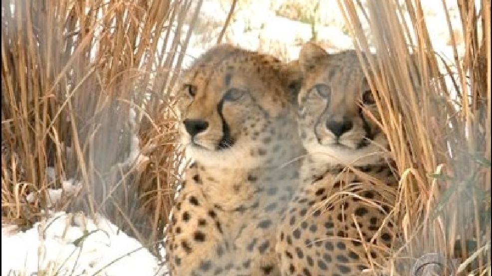 130408_zoos.jpg