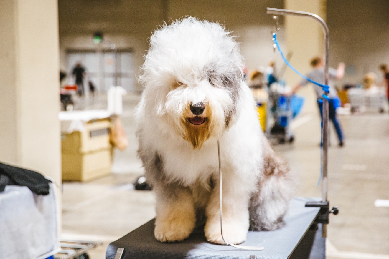 Photos Touring the Grooming Room of the Seattle Dog Show Seattle Refined