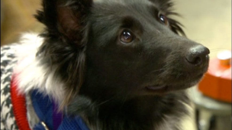 cnn-dogmanfire.jpg
