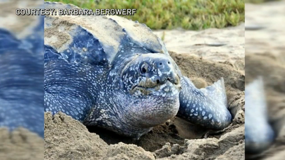rare leatherback turtle nest discovered on isle of palms wciv
