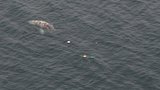 Authorities responding to entangled whale near La Push