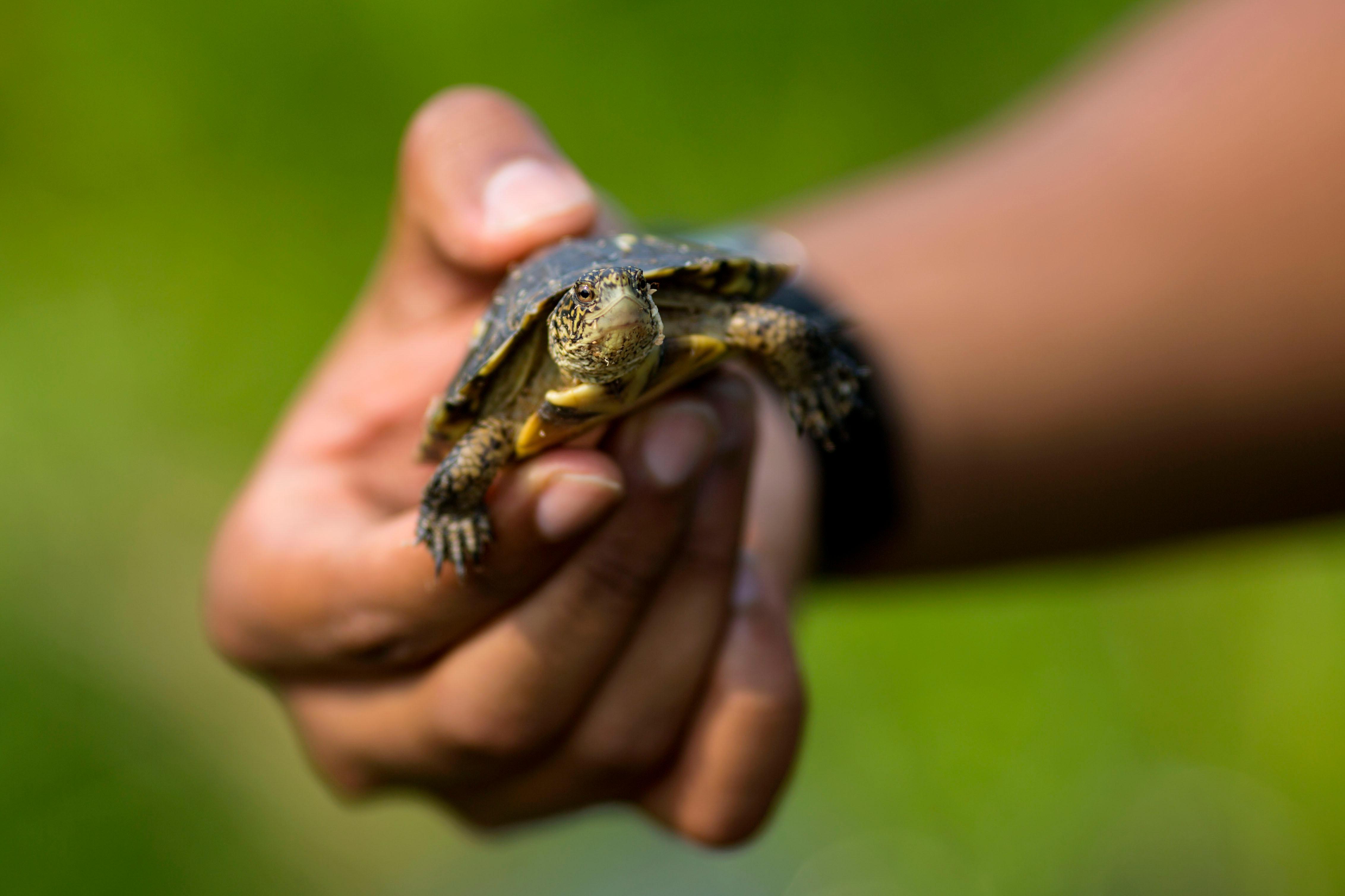 Photos: Be Free! Zoo Releases Endangered Baby Turtles Back Into The 