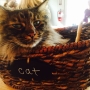 Charleston's cat cafe 'pounces' on 2017 with New Year's Eve party