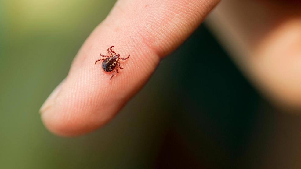 Hikers worried about tickborne illnesses this summer WGME