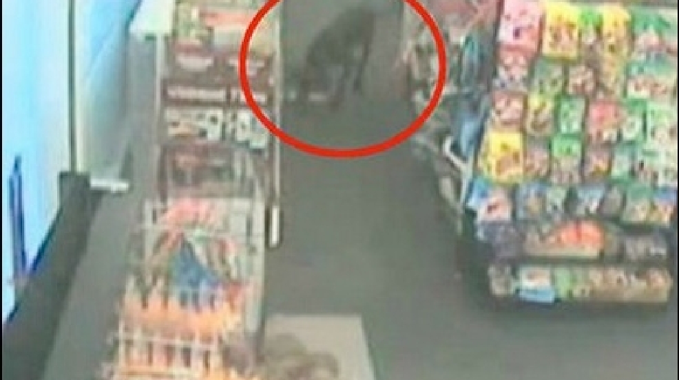 130116_dog_thief.jpg