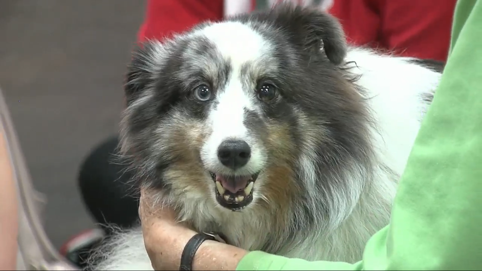 Furry Visitors Help Charleston School Of Law Students De Stress Wciv