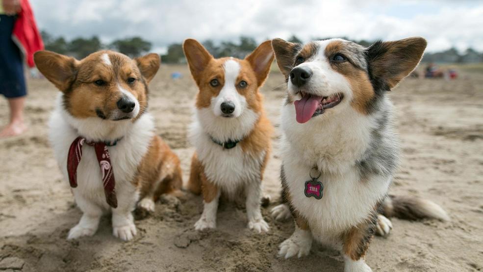 Photos fill Cannon Beach, Ore. for annual Beach Day! KCBY