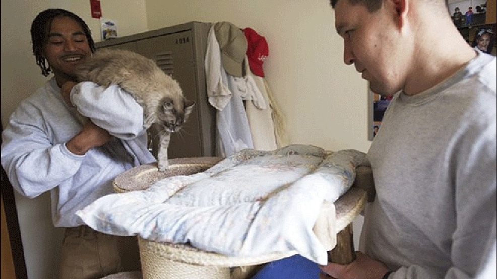 Prison inmates given pet cats KATU