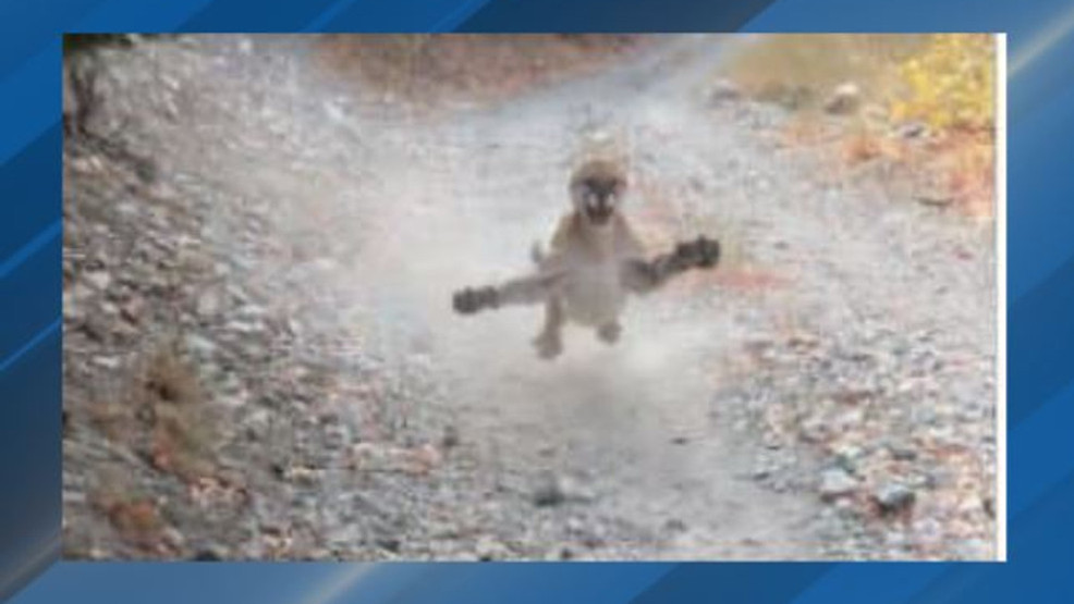 Cougar defends cub from hiker Provo UT KJZZ TV.jpg Cougar defends cub from hiker Provo UT KJZZ TV.jpg