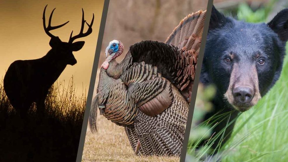 Virginia Bear Hunting Season Sets Record WSET Virginia Bear Hunting Season Sets Record WSET