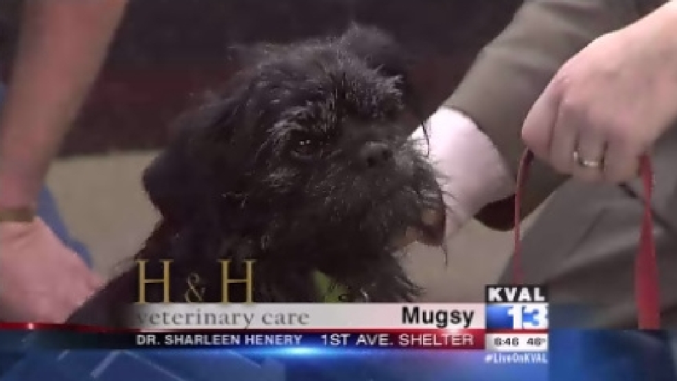 pet_mugsy2.jpg