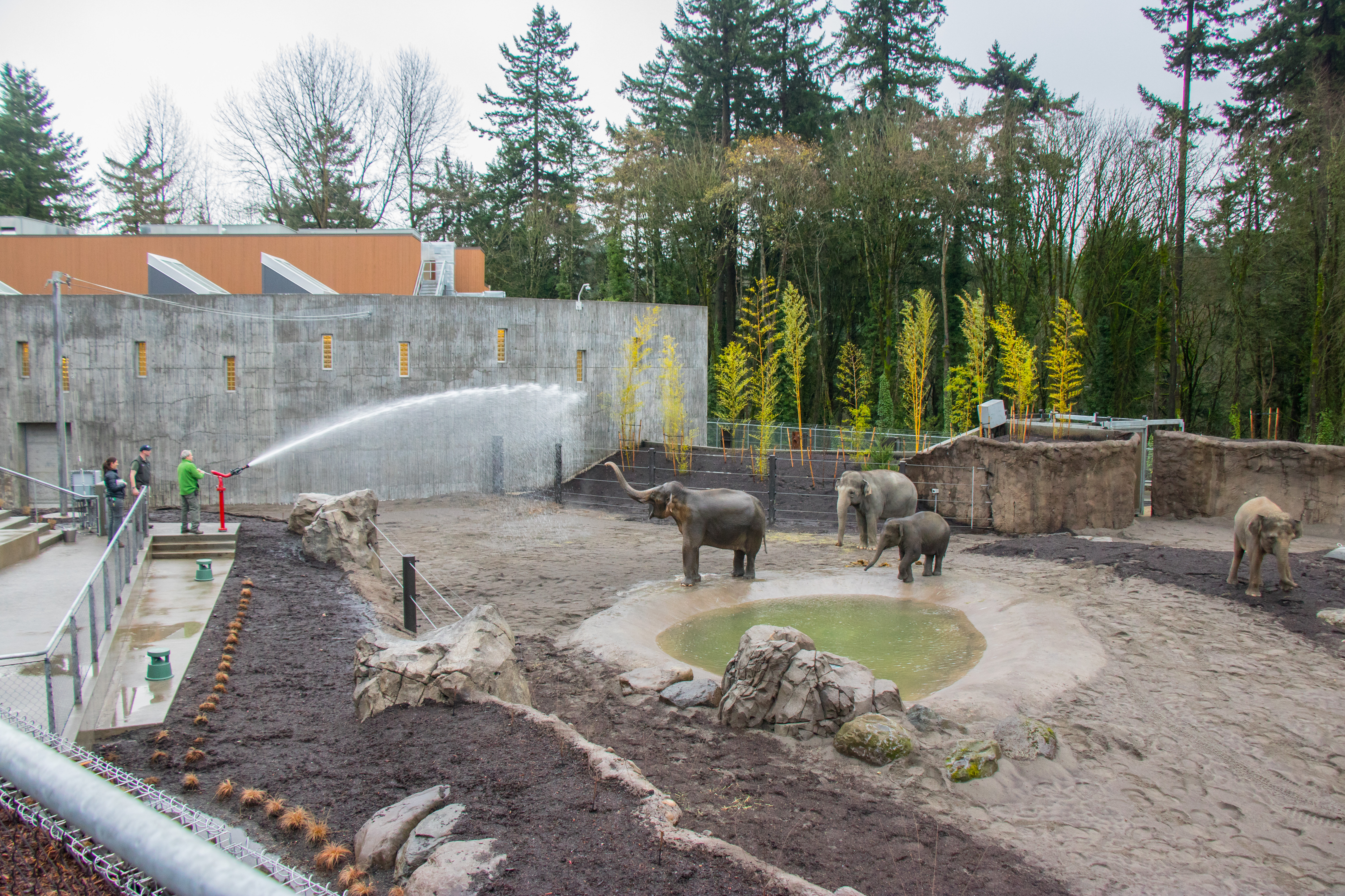 Elephant Lands at Oregon Zoo opens to pachyderms, people | KVAL