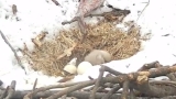 Eaglet hatches in bald eagle nest at D.C. police academy  