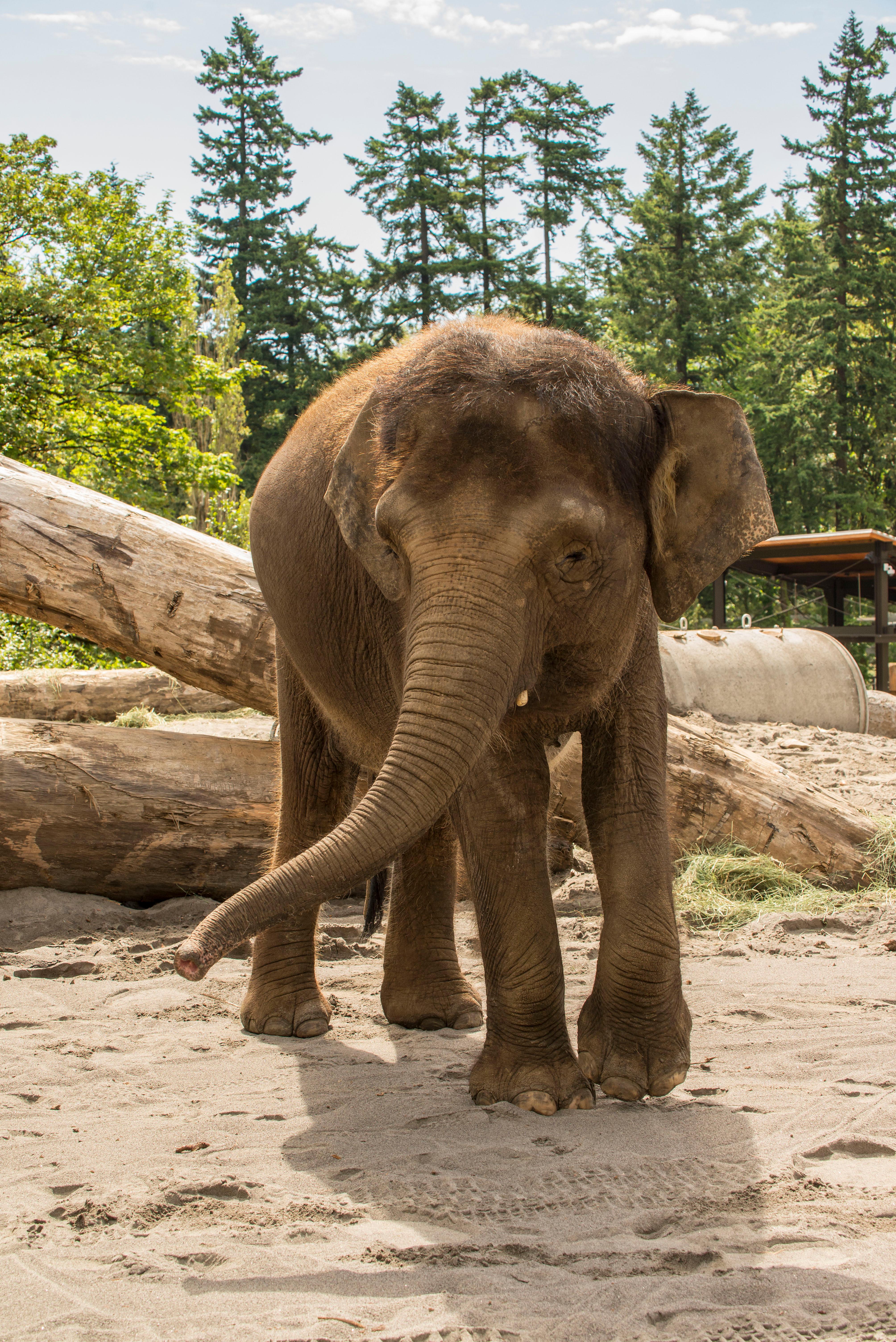 Elephant Lands at Oregon Zoo opens to pachyderms, people | KVAL