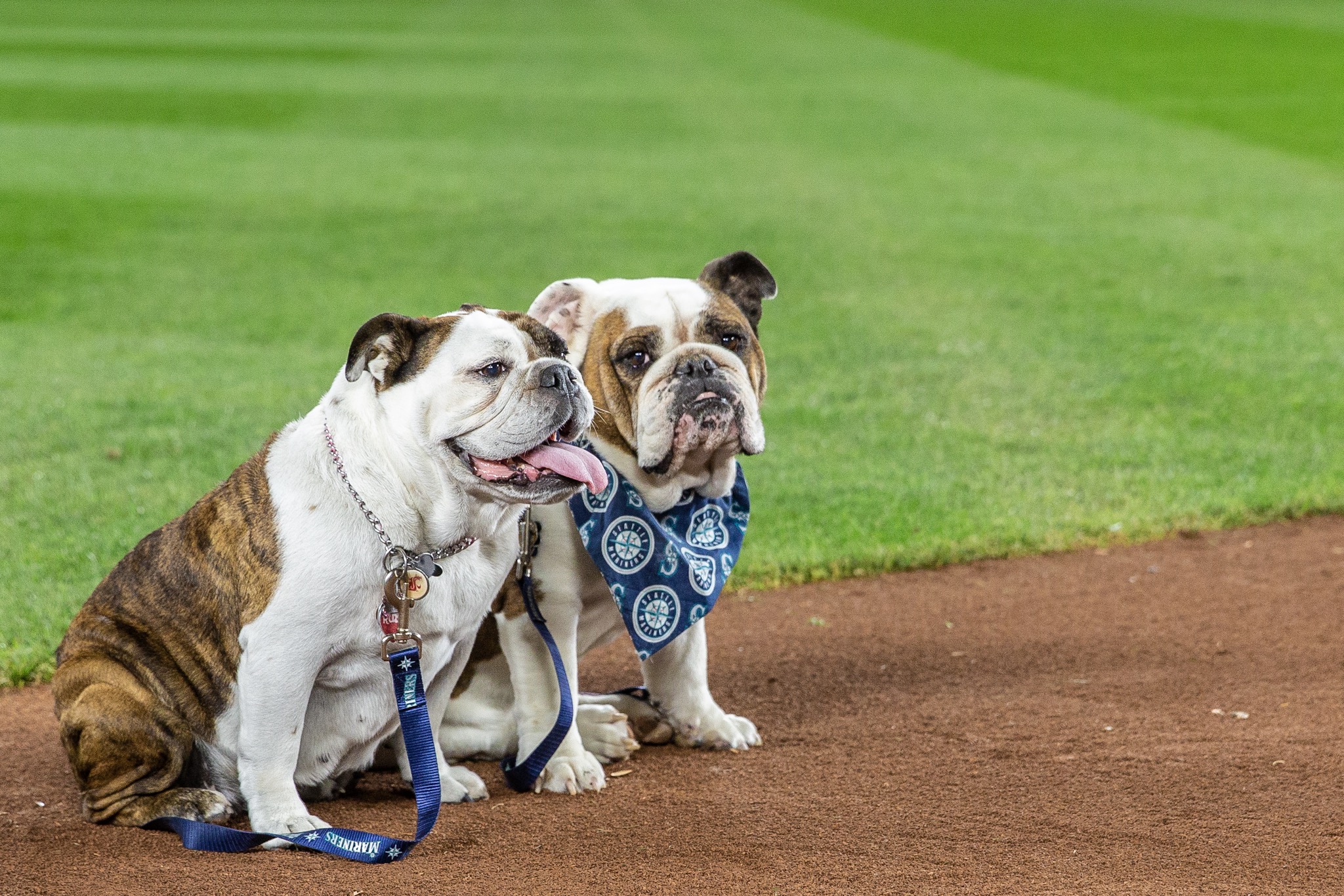 Photos Dogs steal the spotlight at Mariners' first Bark at the Park of