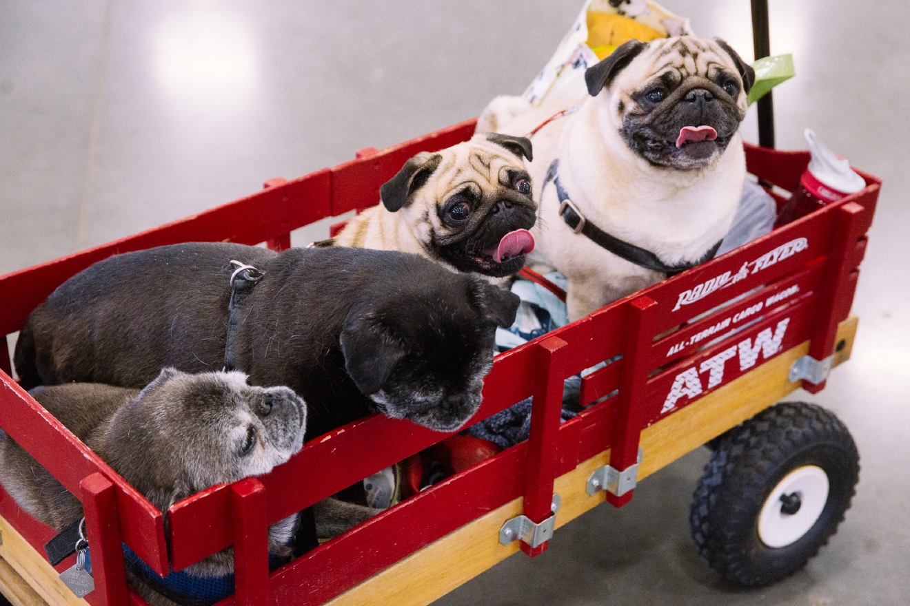 Photos The biggest Pug Party in the Northwest Seattle Refined