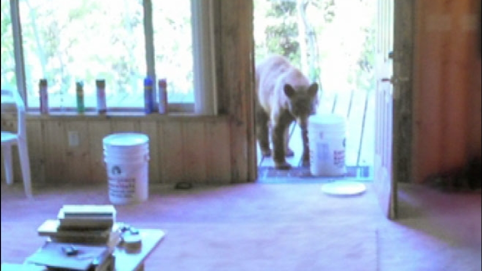 cnn-bearbreaksin.jpg