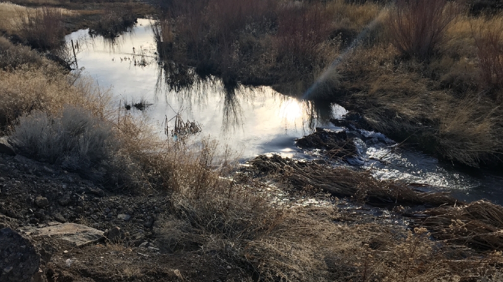 Beavers cause flooding concerns in Reno; residents can’t get help KRNV