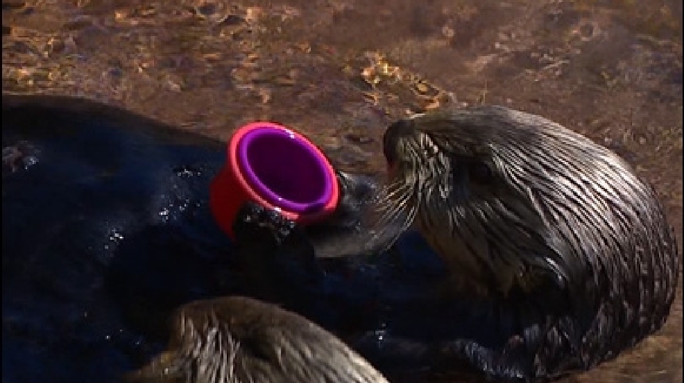 120903_sea_otter.jpg