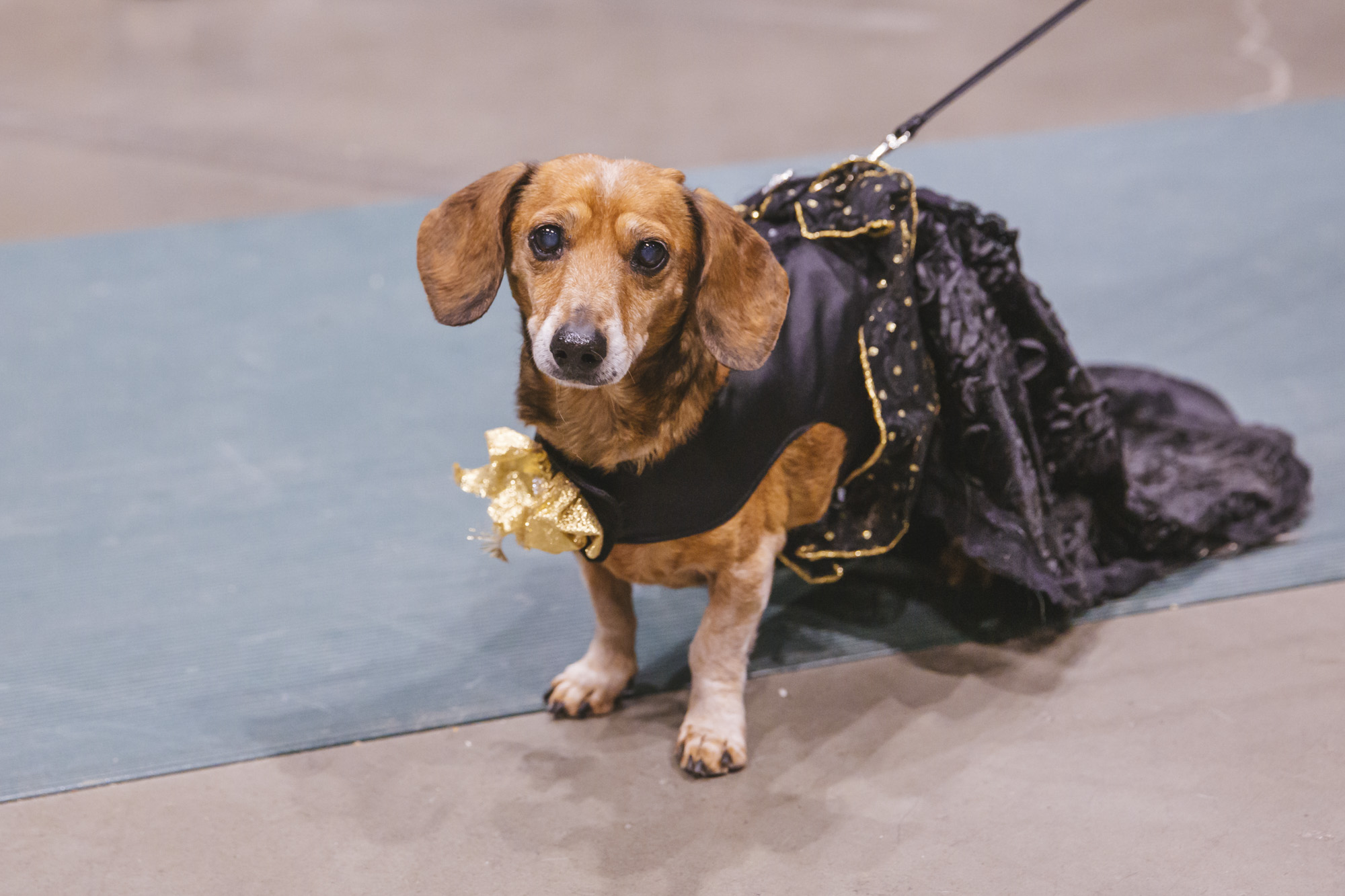 behind-the-scenes-of-a-couture-dog-fashion-show-seattle-refined