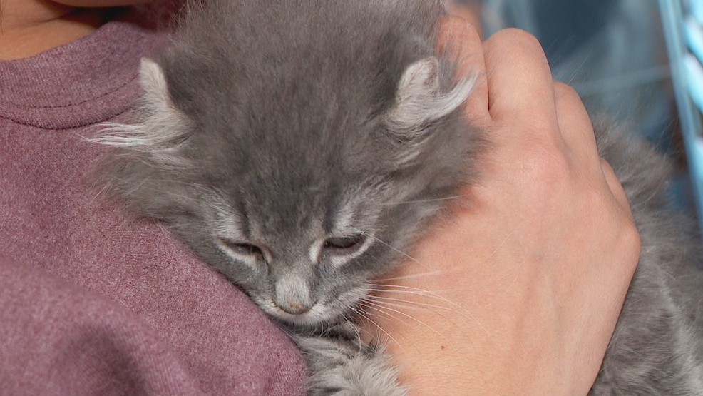 Feral problem Utah County has the highest cat euthanasia rate KUTV