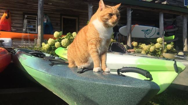 DIRIGO STORIES: 'Downeast Dickering' brothers getting upstaged by their pet cat