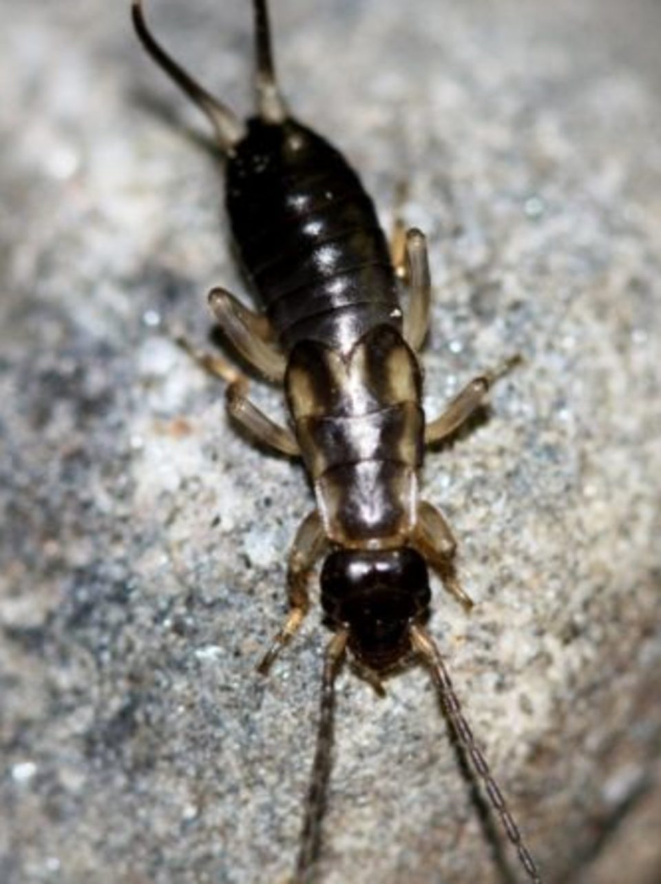 How To Get Rid Of Earwigs One Of The Scariest Bugs Of Lore Wgme