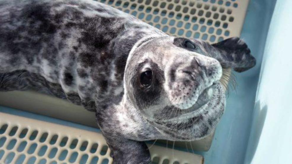 Sick seal pup rescued in Kennebunk is on the mend and 'feisty' - WGME