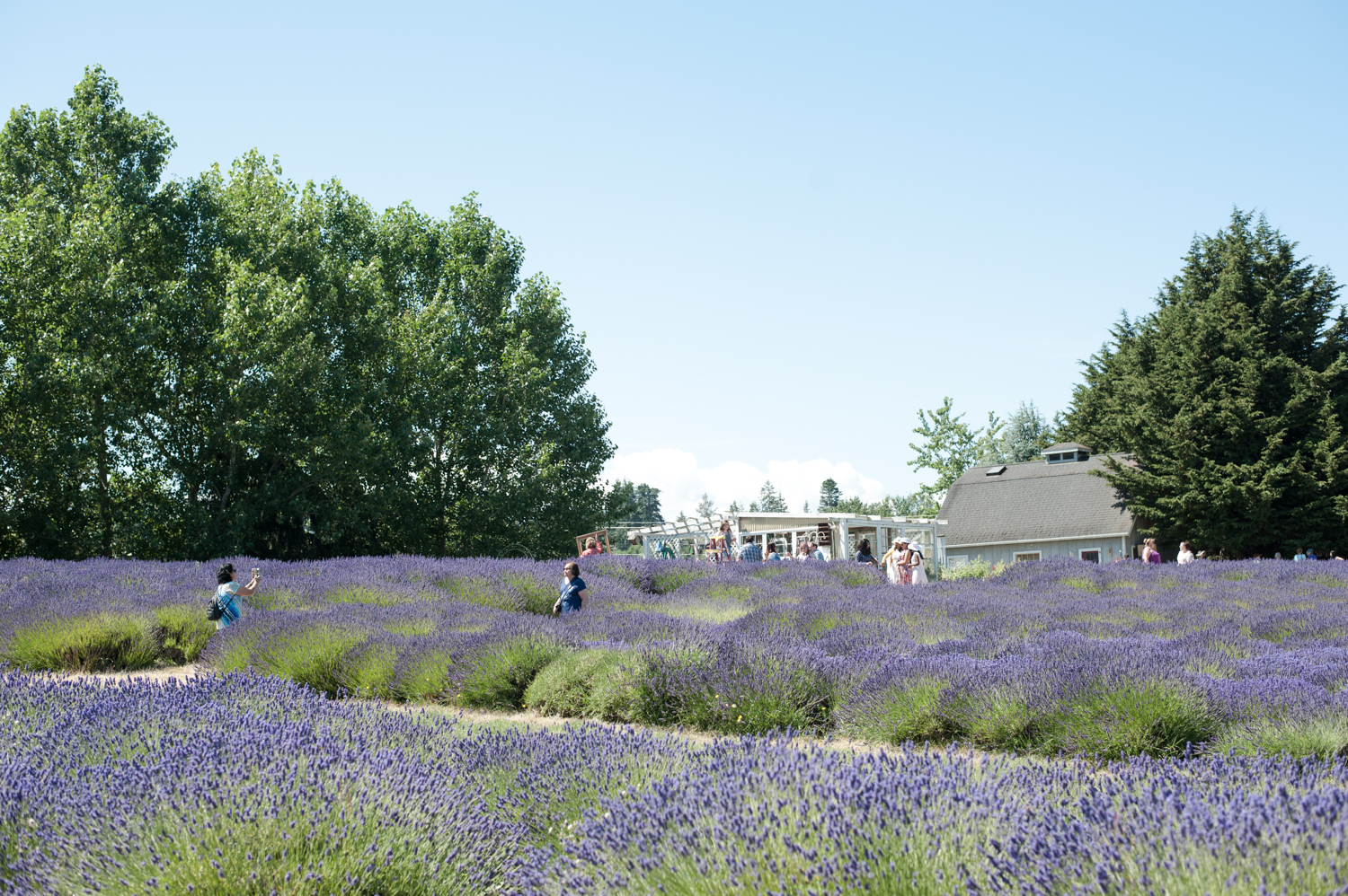 Photos 19 farms filled with lovely lavender for Sequim's annual