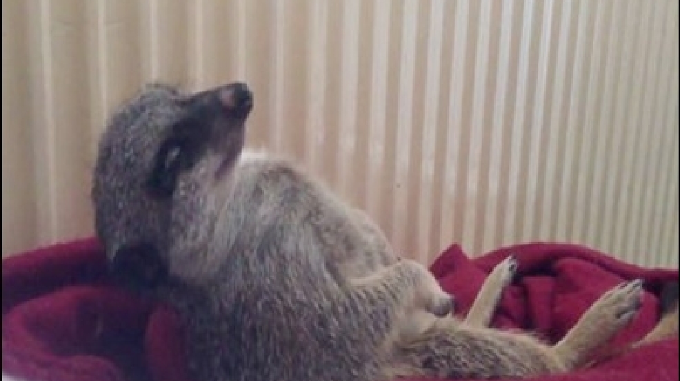130326_meerkat_sleepy.jpg