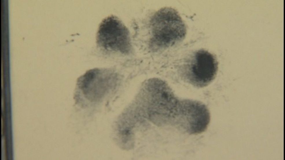 above and beyond vet