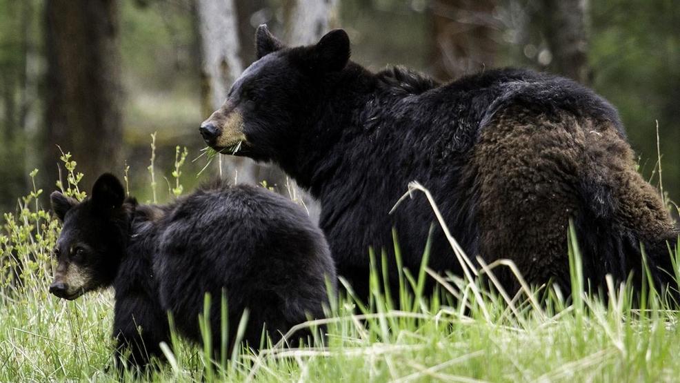 Black bears back in eastern Nevada after 80year absence KSNV