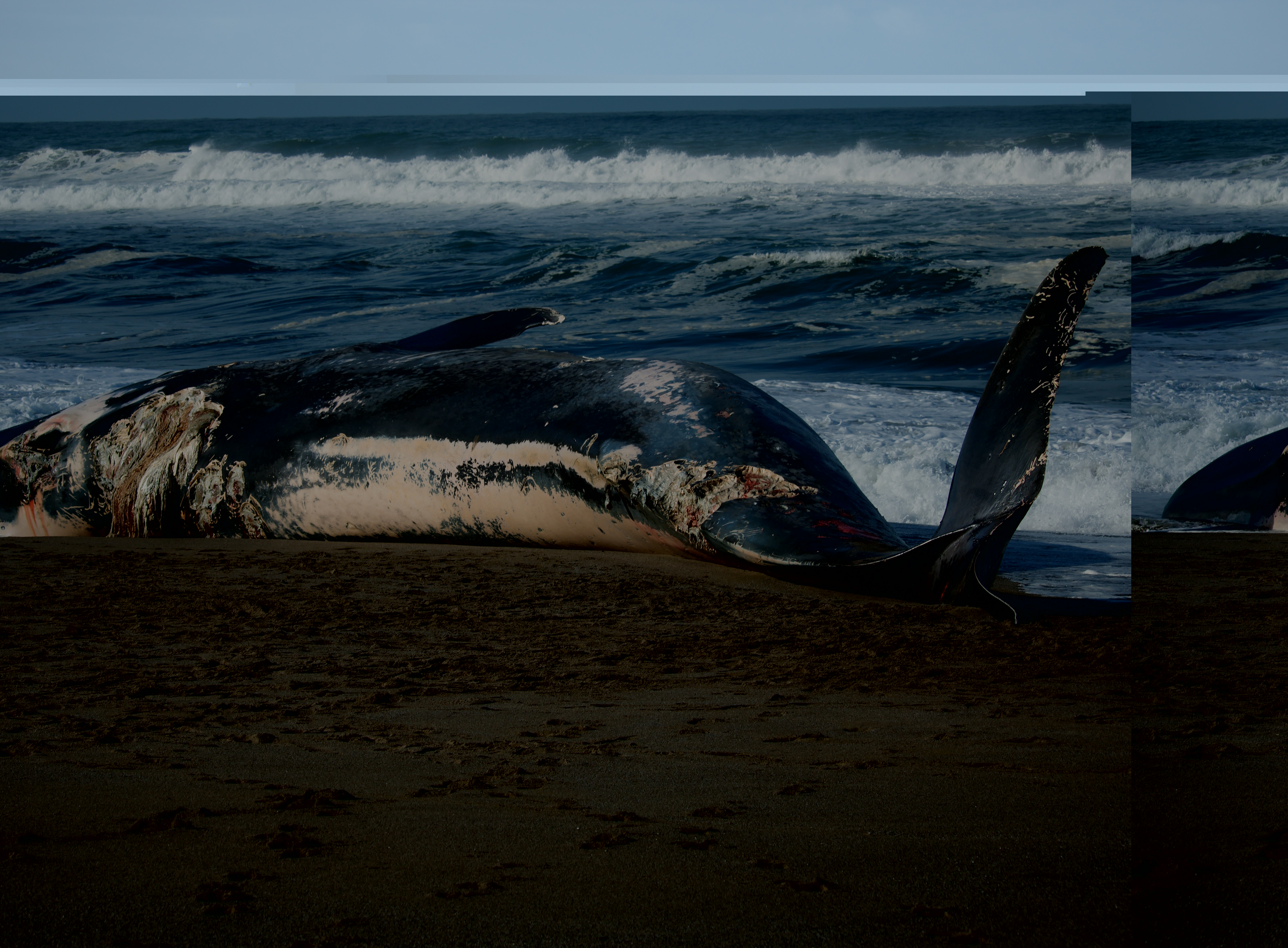 Blue whale washes up on Oregon Coast | KVAL