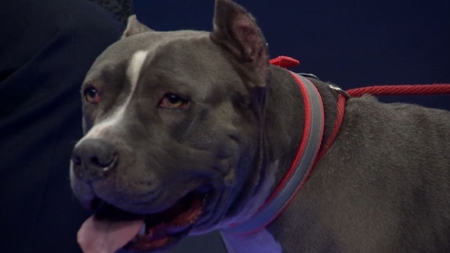 Fur-Ever Friend: Coastal Humane Society