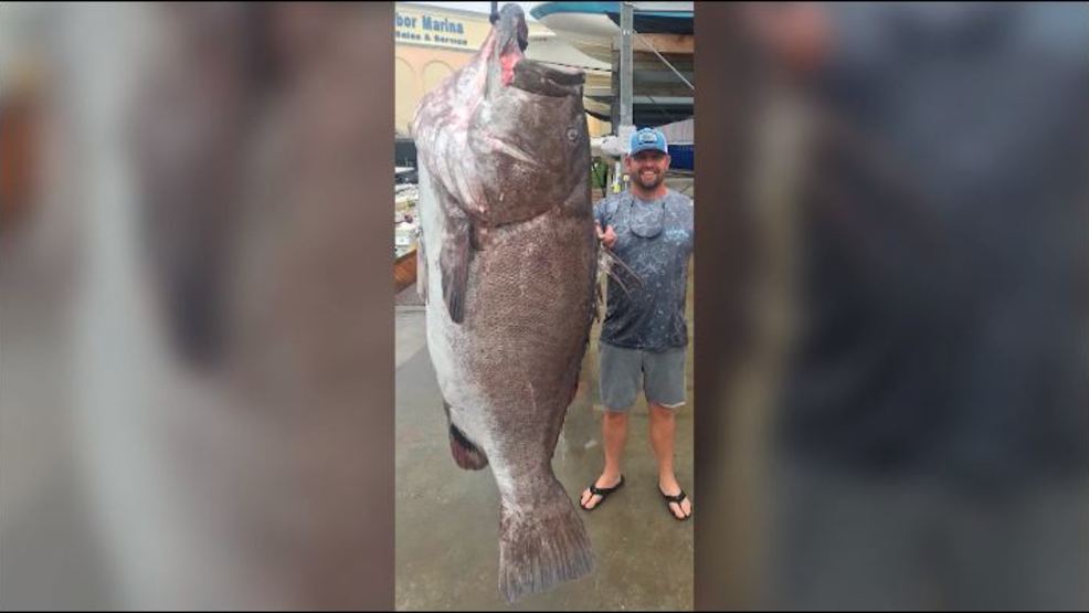 Giant 350 lb. Grouper caught off Florida - WPEC