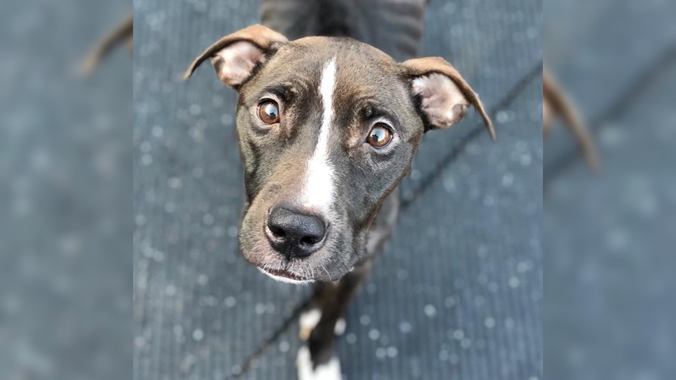Dog Found Neglected And Abused In Syracuse Has Died Dog Found Neglected And Abused In Syracuse Has Died