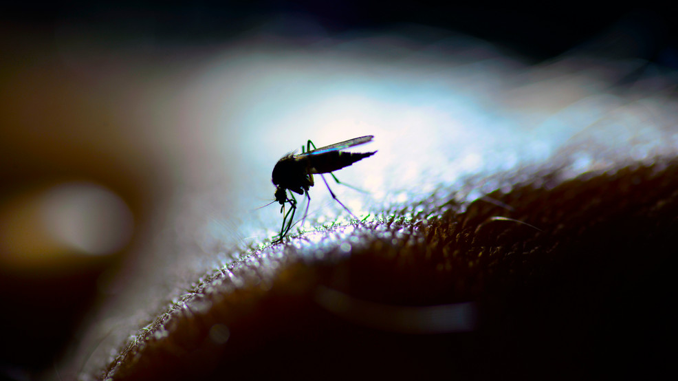 Mosquitoes carrying West Nile virus found in E. Washington - KOMO News thumbnail