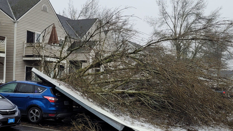 Get rid of fallen trees at no cost