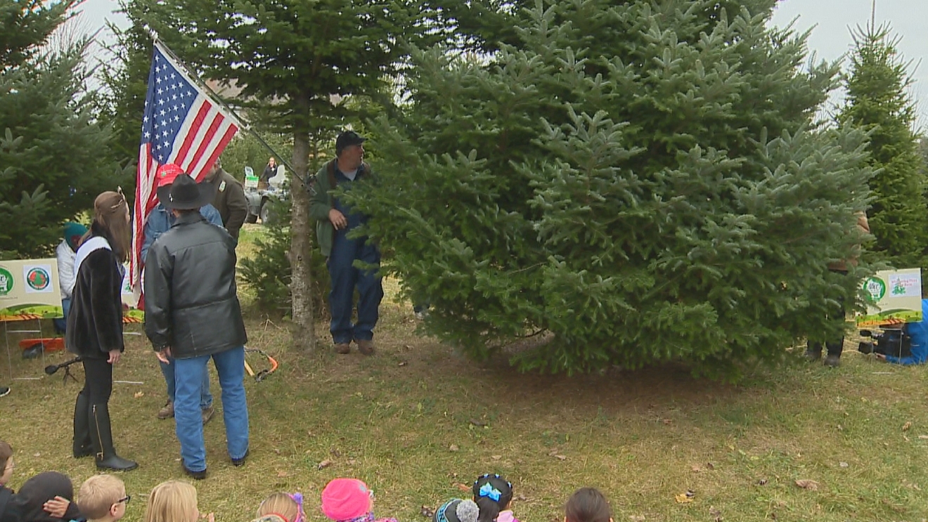 official white house christmas harvested heads to d c keye whispering pines christmas tree farm