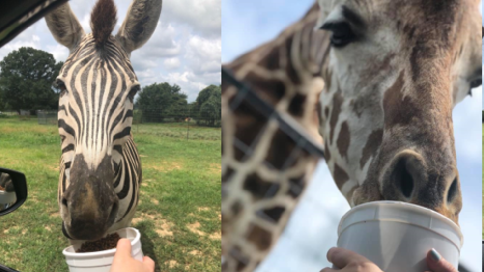 safari park near me kentucky safari park near me kentucky