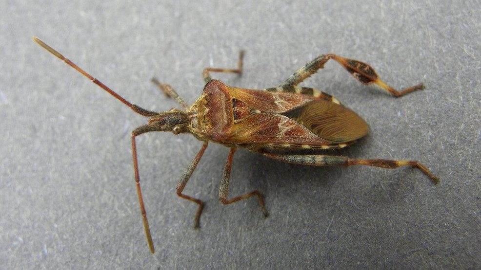 How to get this stink bug relative out of your house without setting - How To Get Stink Bugs Out Of Your House